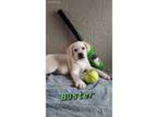 Labrador Retriever Puppy for sale in Spencerville, IN, USA