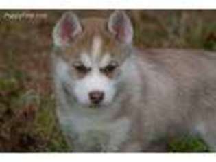 Siberian Husky Puppy for sale in Molalla, OR, USA