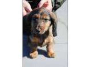 Dachshund Puppy for sale in Salyersville, KY, USA