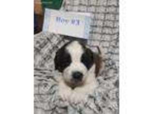 Medium Photo #1 Saint Bernard Puppy For Sale in Middletown, OH, USA