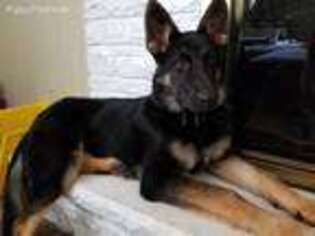 Medium Photo #1 German Shepherd Dog Puppy For Sale in Rochester, MN, USA