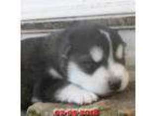 Alaskan Malamute Puppy for sale in Stillwater, OK, USA