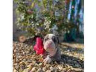 Olde English Bulldogge Puppy for sale in Church Hill, TN, USA