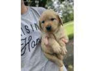 Golden Retriever Puppy for sale in Granby, MO, USA