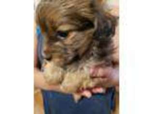 Shorkie Tzu Puppy for sale in Gilbert, AZ, USA