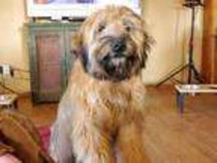 Soft Coated Wheaten Terrier Puppy for sale in Vernon, AZ, USA
