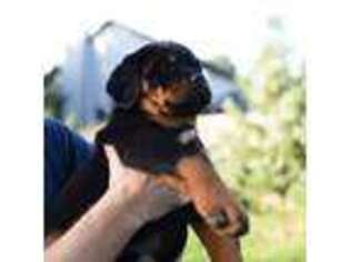 Rottweiler Puppy for sale in Rockford, IL, USA