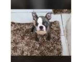 Boston Terrier Puppy for sale in Bronx, NY, USA