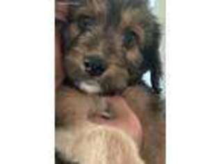 Mutt Puppy for sale in Scarbro, WV, USA