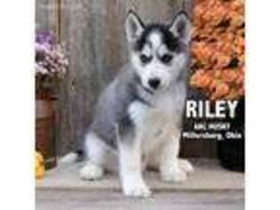 Siberian Husky Puppy for sale in Fresno, OH, USA