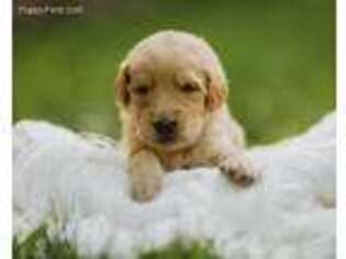 Goldendoodle Puppy for sale in Houghton, NY, USA