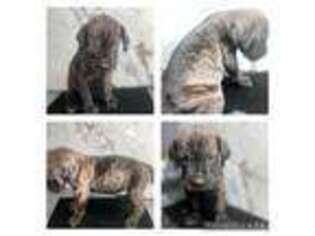 Cane Corso Puppy for sale in Winder, GA, USA
