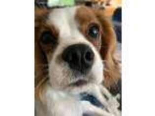 Cavalier King Charles Spaniel Puppy for sale in Sun City, AZ, USA