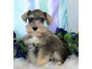 Mutt Puppy for sale in Moffat, CO, USA