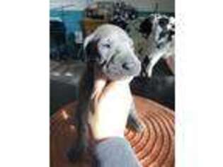 Great Dane Puppy for sale in Ekron, KY, USA