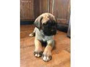 Mastiff Puppy for sale in Oakfield, ME, USA