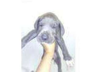 Great Dane Puppy for sale in Port Charlotte, FL, USA