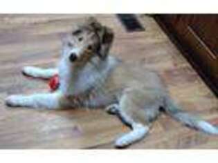 Collie Puppy for sale in Dubuque, IA, USA