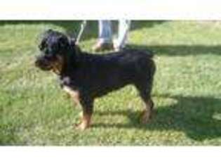 Rottweiler Puppy for sale in Masontown, PA, USA
