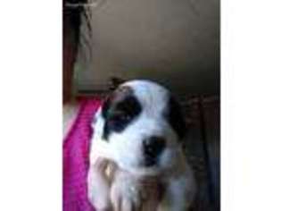Saint Bernard Puppy for sale in Johnstown, PA, USA
