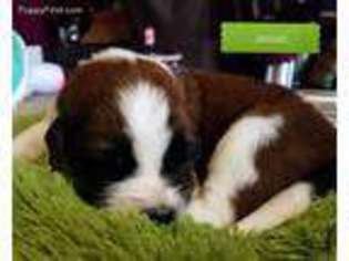 Saint Bernard Puppy for sale in New London, MN, USA