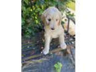 Goldendoodle Puppy for sale in Byron, GA, USA