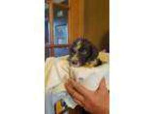 Mutt Puppy for sale in Watertown, WI, USA