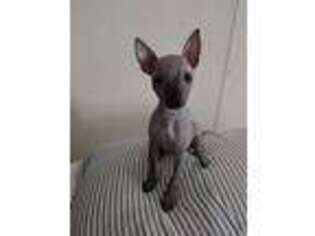American Hairless Terrier Puppy for sale in Zanesville, OH, USA
