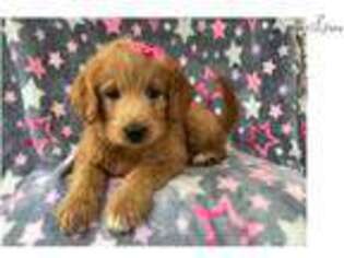 Labradoodle Puppy for sale in Lakeland, FL, USA