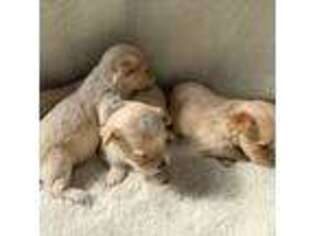 Mutt Puppy for sale in Denair, CA, USA