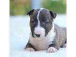 Bull Terrier Puppy for sale in Unknown, , USA