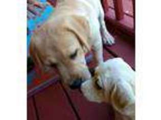 Labrador Retriever Puppy for sale in Stephentown, NY, USA