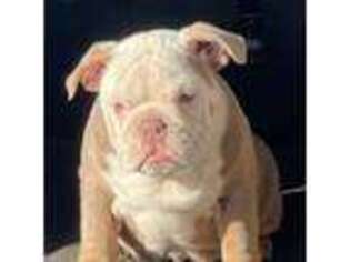 Bulldog Puppy for sale in Salem, OR, USA
