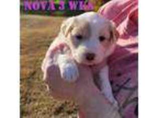 Border Collie Puppy for sale in Ashford, AL, USA