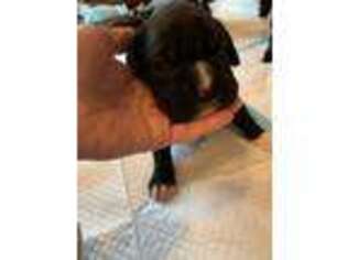Boxer Puppy for sale in Yale, OK, USA