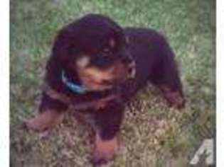 Rottweiler Puppy for sale in CEDAR CITY, UT, USA