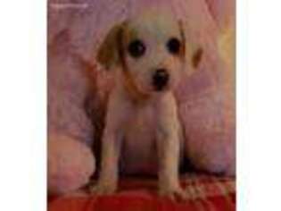 Beagle Puppy for sale in Dunnellon, FL, USA