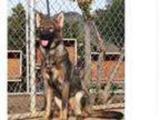 German Shepherd Dog Puppy for sale in SAN JOSE, CA, USA