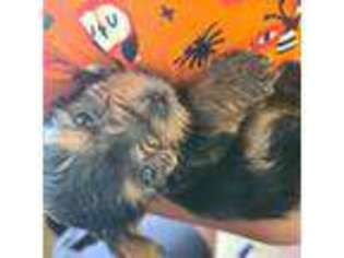 Yorkshire Terrier Puppy for sale in Clarksville, TN, USA