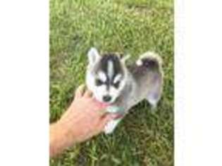 Pomeranian Puppy for sale in West Alexandria, OH, USA