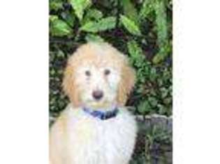 Labradoodle Puppy for sale in Hudson, FL, USA