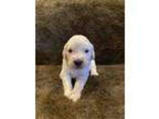 Golden Retriever Puppy for sale in Charlotte, NC, USA