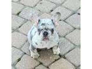 French Bulldog Puppy for sale in Canton, MI, USA