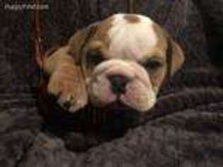 Bulldog Puppy for sale in Pleasant Hill, MO, USA