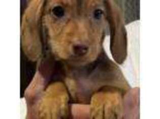 Dachshund Puppy for sale in Lincolnton, GA, USA