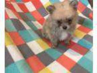 Pomeranian Puppy for sale in Linesville, PA, USA