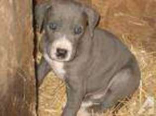 Great Dane Puppy for sale in BUTTE, ND, USA