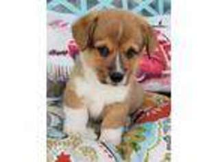 Pembroke Welsh Corgi Puppy for sale in Falkville, AL, USA