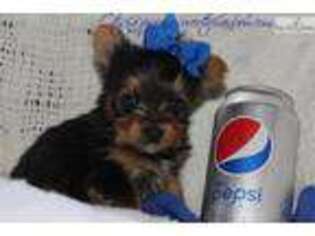 Yorkshire Terrier Puppy for sale in Sioux Falls, SD, USA