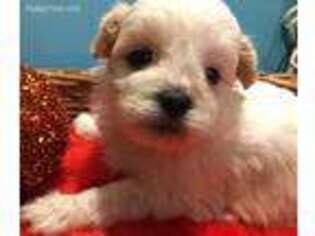 Mal-Shi Puppy for sale in Princeton, NC, USA
